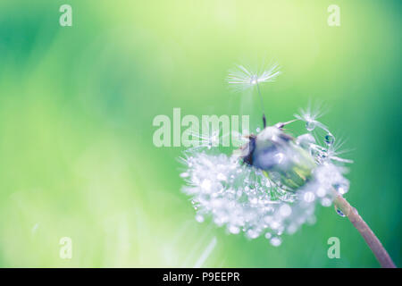 Isolierte Löwenzahn mit Tau auf blauen Himmel Hintergrund. Close-up dewdrop auf dem Kopf von Löwenzahn. Reinheit und blühen. Künstlerische Blumen Natur Makro Stockfoto
