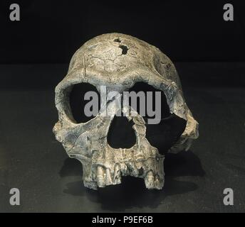 Homo Habilis. Fossil KNM-ER 1813. Vollständige Schädel. 1,9 Milliions Jahre alt. Descovered in Koobi Fora, Kenia. Afrika. Stockfoto