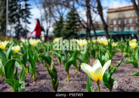 Tulpen im Beet im Stadtpark im Frühjahr an einem sonnigen Tag Stockfoto