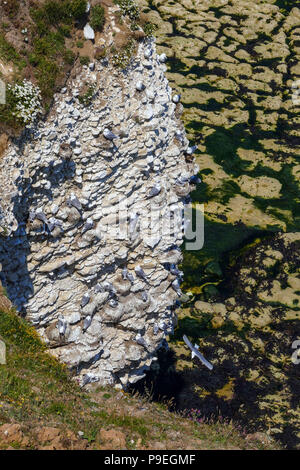 Dreizehenmöwen, Vögel nisten auf Kreidefelsen am Flamborough Head, einfach Yorkshire Stockfoto