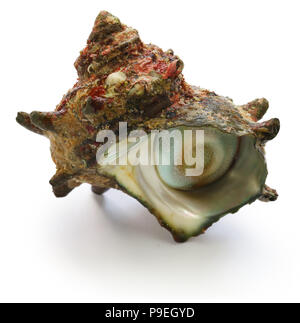 Sazae, Japanisch gehörnten turban Shell Stockfoto