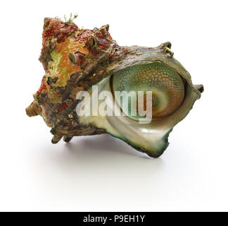 Sazae, Japanisch gehörnten turban Shell Stockfoto