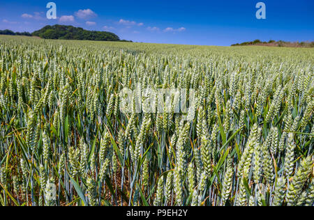 Felder der Reifezeit Pflanzen mit solitären Distel Pflanze und Sommerwetter bei Flamborough Head, einfach Yorkshire Stockfoto