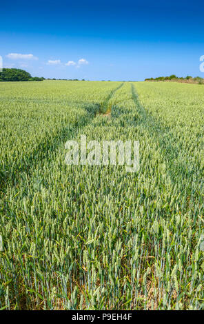 Felder der Reifezeit Pflanzen mit solitären Distel Pflanze und Sommerwetter bei Flamborough Head, einfach Yorkshire Stockfoto