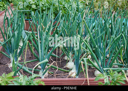 Eine Art von spanischen Zwiebel, Ailsa Craig (Allium cepa "Ailsa Craig") wird aus Samen gezogen und produziert große Zwiebeln, Store und gut halten. Stockfoto