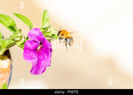 Eine Hummel im Flug Ansätze Petunie Blume. Es ist eine Pollen sac auf eines seiner Beine. Stockfoto