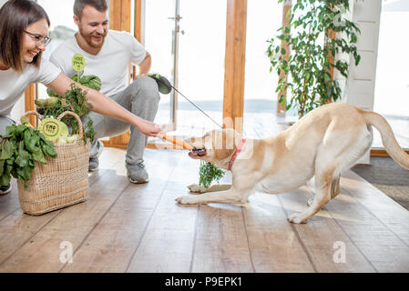 Paar Fütterung Hund mit Karotte Stockfoto