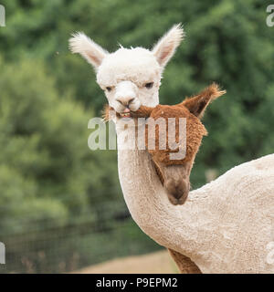 2 männliche Alpakas kämpfen Stockfoto