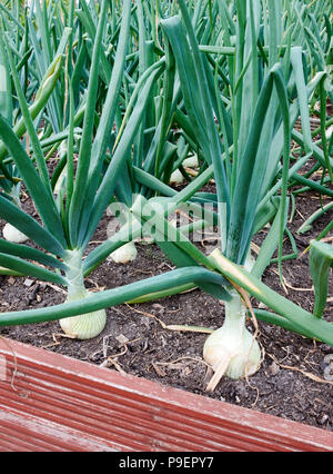 Eine Art von spanischen Zwiebel, Ailsa Craig (Allium cepa "Ailsa Craig") wird aus Samen gezogen und produziert große Zwiebeln, Store und gut halten. Stockfoto