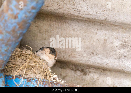 Eine Schwalbe (UK) sitzt auf einem Nest im roofspace eines Bauernhofes. Stockfoto