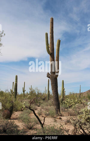 Wüstenlandschaft mit Saguaro Kakteen, kreosot Büsche, Prickly Pear Kakteen gefüllt, cholla Kakteen in der Wüste Discovery Nature Trail in Saguaro Nationa Stockfoto