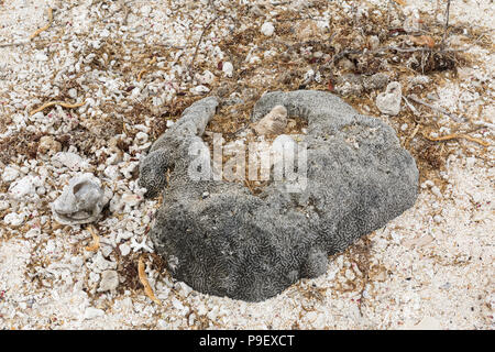 Koralle versteinert wie auf einem Strand in Aruba, Karibik gesehen Stockfoto