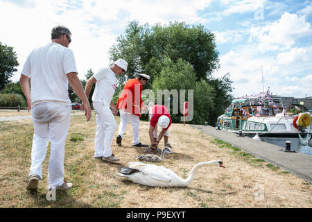 Shepperton, Großbritannien. 18. Juli 2016. David Friseur MVO, Swan Marker der Königin, sammelt Höckerschwäne und Eltern mit anderen Swan Oberteil auf der Themse während des ersten Tages des Swan Upping Volkszählung. Swan Upping ist eine jährliche 5-tägige zeremoniellen Swan Volkszählung, die die Sammlung, Kennzeichnung und Freigabe aller Cygnets oder Höckerschwäne, an der Themse. Es stammt aus mehr als 800 Jahren, als die Krone erhob das Eigentum an sämtlichen Höckerschwäne. Der erste Tag der Volkszählung findet zwischen Sunbury und Windsor. Credit: Mark Kerrison/Alamy leben Nachrichten Stockfoto