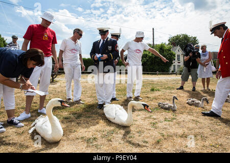 Shepperton, Großbritannien. 18. Juli 2016. David Friseur MVO, Swan Marker der Königin, sammelt Höckerschwäne und Eltern mit anderen Swan Oberteil auf der Themse während des ersten Tages des Swan Upping Volkszählung. Swan Upping ist eine jährliche 5-tägige zeremoniellen Swan Volkszählung, die die Sammlung, Kennzeichnung und Freigabe aller Cygnets oder Höckerschwäne, an der Themse. Es stammt aus mehr als 800 Jahren, als die Krone erhob das Eigentum an sämtlichen Höckerschwäne. Der erste Tag der Volkszählung findet zwischen Sunbury und Windsor. Credit: Mark Kerrison/Alamy leben Nachrichten Stockfoto