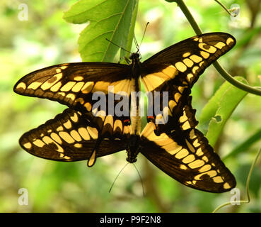 Lutherstadt Wittenberg, Deutschland. 13. Juli 2018. 2 King Schwalbenschwänze (Papilio thoas) Offizier auf einem Werk im Alaris Schmetterlingspark. Eine ungewöhnlich hohe Anzahl von König Schwalbenschwanz (Papilio thoas) schlüpfen in diesen Tagen die rund 1000 Quadratmeter große - große Schmetterlingshaus mit 140 Schmetterlingsarten. Mehr als 250 dieser bunten Schmetterlinge mit einer Spannweite von 12-14 Zentimeter haben ihre Kokons links und Toben über die tropischen Pflanzen bei 24 Grad und einer Luftfeuchtigkeit von 85 Prozent. Credit: Waltraud Grubitzsch/dpa-Zentralbild/ZB/dpa/Alamy leben Nachrichten Stockfoto