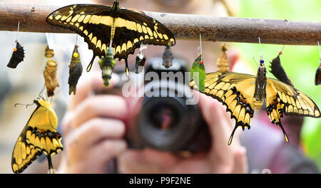 Lutherstadt Wittenberg, Deutschland. 13. Juli 2018. Eine Frau nimmt ein Bild von ein paar Minuten alt König Schwalbenschwänze im Butterfly Baumschule an der Alaris Schmetterlingspark. Eine ungewöhnlich hohe Anzahl von König Schwalbenschwanz (Papilio thoas) schlüpfen in diesen Tagen die rund 1000 Quadratmeter große - große Schmetterlingshaus mit 140 Schmetterlingsarten. Mehr als 250 dieser bunten Schmetterlinge mit einer Spannweite von 12-14 Zentimeter haben ihre Kokons links und Toben über die tropischen Pflanzen bei 24 Grad und einer Luftfeuchtigkeit von 85 Prozent. Credit: Waltraud Grubitzsch/dpa-Zentralbild/ZB/dpa/Alamy leben Nachrichten Stockfoto