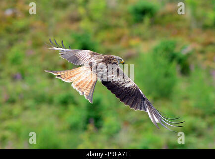 Aberystwyth, Wales, Großbritannien - 18 - Juli 2018 - Ein roter Drachen steigt aus Essen Köder von Nant yr Arian in der Nähe von Baalbek und ist gegen einen Hügel Moor - Johannes Gilbey/Alamy Live Nachrichten gesehen Stockfoto