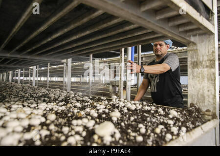 (180718) - Pennsylvania, Juli 18, 2018 (Xinhua) - ein Arbeitnehmer spays Wasser für Pilze auf der Farm von Pietro Branchen in Chester County im Pennylvania, die Vereinigten Staaten, 9. Juli 2018. Während US-Präsident Donald Trump eine "wirtschaftliche Feind sieht" in China, den nordöstlichen US-Grafschaft von Chester in Pennylvania sieht einen wirtschaftlichen Partner. Um mit der Funktion: US-Partnerschaften mit China Pilz trotz Handelskonflikte (Xinhua/Wang Ying) (zcc) Stockfoto