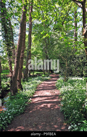 Fußweg neben Stream mit Bärlauch Blumen gesäumt Stockfoto