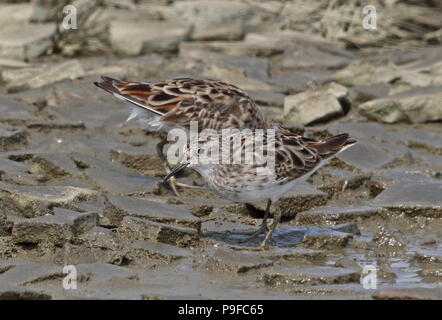 Long-toed Stint (Calidris subminuta) zwei Erwachsene Nahrungssuche auf das Trocknen Schlamm western Taiwan April Stockfoto