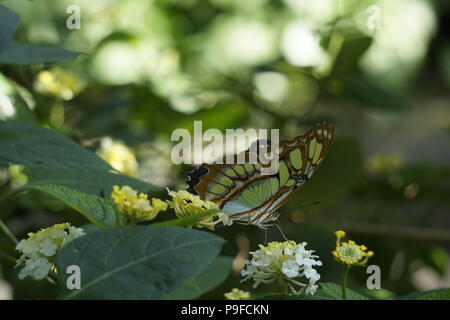 Butterfly an der Enmax Wintergarten, Zoo Calgary, Calgary, Alberta, Kanada Stockfoto