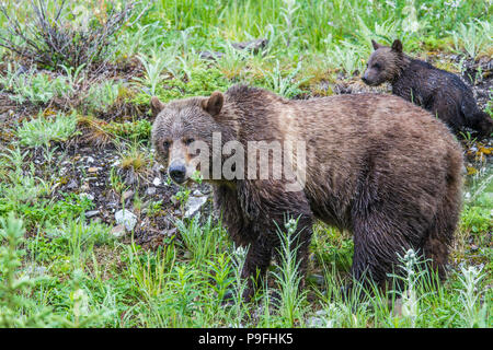 Grizzly Bär Mutter und Cub (Ursus arctos Horribilis) Mutter und cub Fütterung in einem Berg Wiese. Kananaskis, Alberta, Kanada Stockfoto