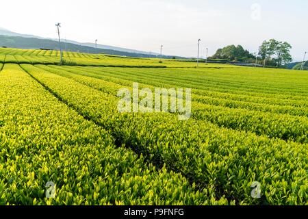 Grüner Tee Feld gerade vor der Ernte Obuchi Bezirk, Fuji City, Präfektur Shizuoka, Japan. Stockfoto