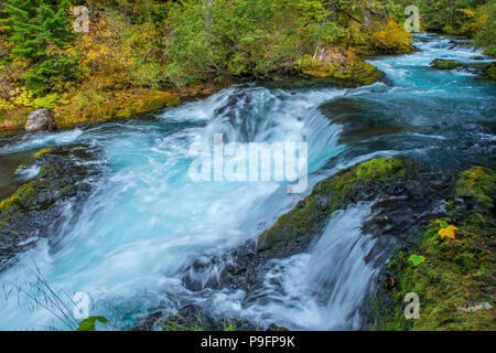 McKenzie River National Wild und Scenic River, Willamette National Forest, Oregon Stockfoto