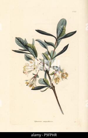 Schwarz-Kreuzungen Geißblatt, Lonicera Nigra (Xylosteon Campaniflorum). Handkoloriert Kupferstich von George Cooke von Conrad Loddiges botanisches Kabinett, Hackney, 1828. Stockfoto