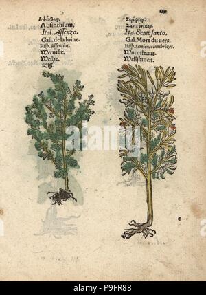 Oder Wermut, Artemisia Absinthium, Wermut und santonica oder Levante wormseed, Artemisia cina. Papierkörbe Holzschnitt Gravur einer botanischen Abbildung von Adam Lonicer Krauterbuch's, oder Pflanzliche, Frankfurt, 1557. Dieses von einem 17. Jahrhundert pirate Edition oder Atlas von Abbildungen nur mit Untertiteln in Latein, Griechisch, Französisch, Italienisch, Deutsch und Englisch Manuskript. Stockfoto