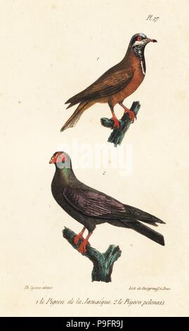 Unter der Leitung von blau Wachtel-Taube, Starnoenas Cyanocephala (gefährdet) und schwarz polnische Brieftaube, Columba Livia. Handkoloriert Lithografie von Burggraaff aus Th. Lejeunes vollständige Werke von Buffon, Oeuvres vervollständigt de Buffon, Brüssel, 1837. Stockfoto