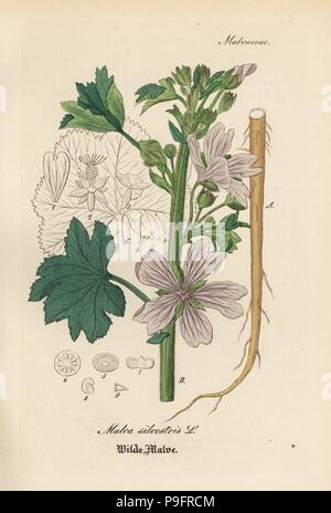 Gemeinsame malve Malva Sylvestris. Papierkörbe Kupferstich von Dr. Willibald Artus' Hand-Atlas sammtlicher mediinisch-Pharmaceutischer Gewachse, (Handbuch der alle medizinisch-pharmazeutischen Anlagen), Jena, 1876. Stockfoto