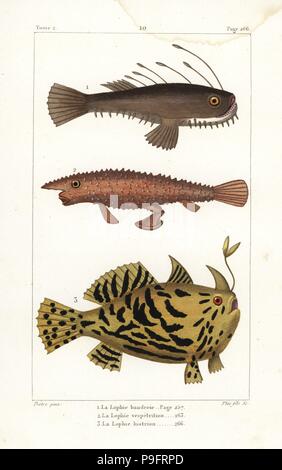 Seeteufel, Lophius Piscatorius, Langnasen-Fledermausfische, Ogcocephalus Vespertilio und Sargassumfish, Histrio Histrio. Handkoloriert Kupferstich von Plee nach einer Illustration von Jean-Gabriel Pretre von Bernard Germain de Lacepede Natural History ovipar Vierbeiner, Schlangen, Fische und Wale und Delfine, Eymery, Paris, 1825. Stockfoto