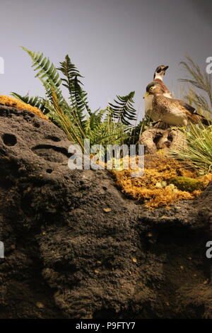 Museum für Kinder in Indianapolis, Indiana. Stockfoto