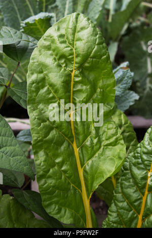 Einige schöne, gesunde, gelben Stiel Mangold organisch wachsen im Garten. Stockfoto