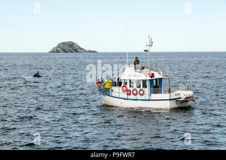 Menschen auf eine Whale Watching Boot gerade ein buckelwal vor der Küste bei Twillingate Neufundland. Stockfoto