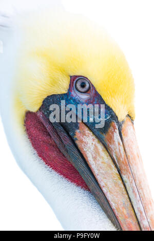 Pelikan Portrait auf Weiß Stockfoto