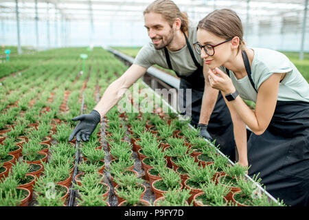 Arbeitnehmer im Gewächshaus Pflanzen Produktion Stockfoto