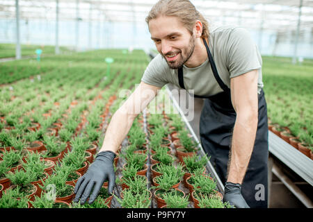 Arbeitnehmer im Gewächshaus der pflanzlichen Produktion Stockfoto