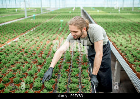 Arbeitnehmer im Gewächshaus der pflanzlichen Produktion Stockfoto