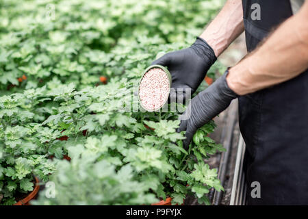 Düngung der Pflanzen Stockfoto