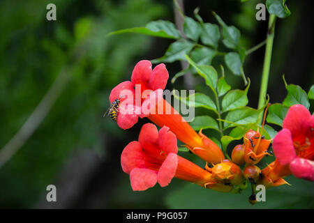 Wespen, Ameisen und Trompete Blume. Fokus auf Wespen und Ameisen. Trompete Weinstock oder Kriechgang oder Campsis radicans. Der Rote Engel Trompete - Brugmansia sanguinea. Stockfoto