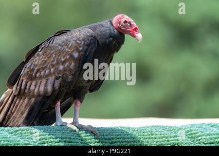 Türkei bussard oder John Crow großen Vogel, der am meisten verbreiteten der Neuen Welt Geier Stockfoto