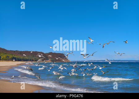 Möwen Jagd auf kleine Fische im flachen Ostsee neben Dorf Baabe auf der Insel Rügen, Norddeutschland Stockfoto