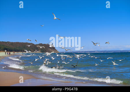 Möwen Jagd auf kleine Fische im flachen Ostsee neben Dorf Baabe auf der Insel Rügen, Norddeutschland Stockfoto