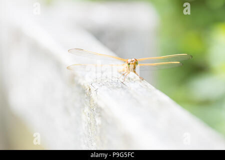 Vorderansicht des Dragonfly, Leiter detail Stockfoto
