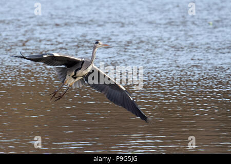 Graureiher an an warnham Naturschutzgebiet Stockfoto