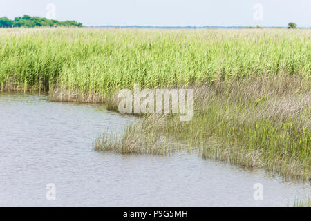 Ocean Bay Shoreline mit hohen reedy Gras, Back Bay, Sandbridge, Virginia, USA Stockfoto