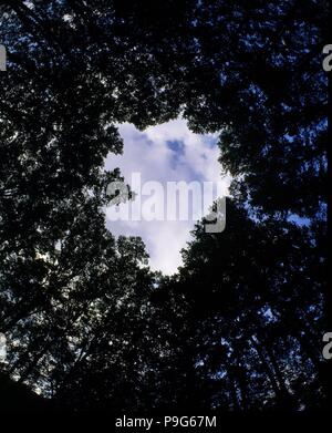 DEHESA - ARBOLEDA VISTA CON OJO DE PEZ. Ort: PARQUE DE LA DEHESA, SPANIEN. Stockfoto