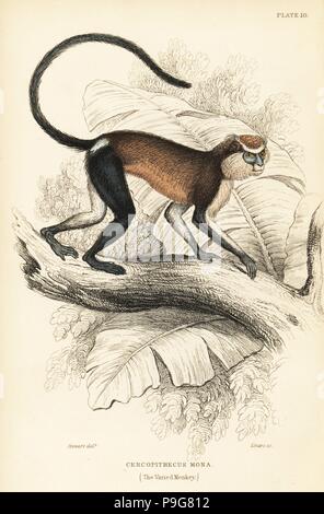 Mona Affe oder Mona guenon, Cercopithecus Mona. Papierkörbe Stahlstich von W.H. Lizars nach einem Bild von James Stewart von Sir William Jardine's Naturforscher Bibliothek: Affen, Edinburgh, 1844. Stockfoto